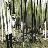 Bosco Delrey – "The Green Tiger's Alibi" : La chronique