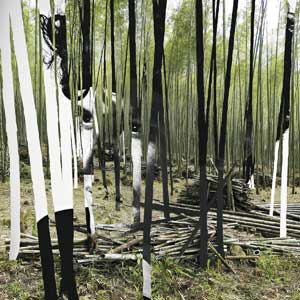 Bosco Delrey – "The Green Tiger's Alibi" : La chronique