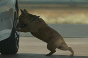 http://www.quai-baco.com/wp-content/uploads/2014/09/Quelle-est-musique-pub-Citroen-avec-chien-300x200.jpg